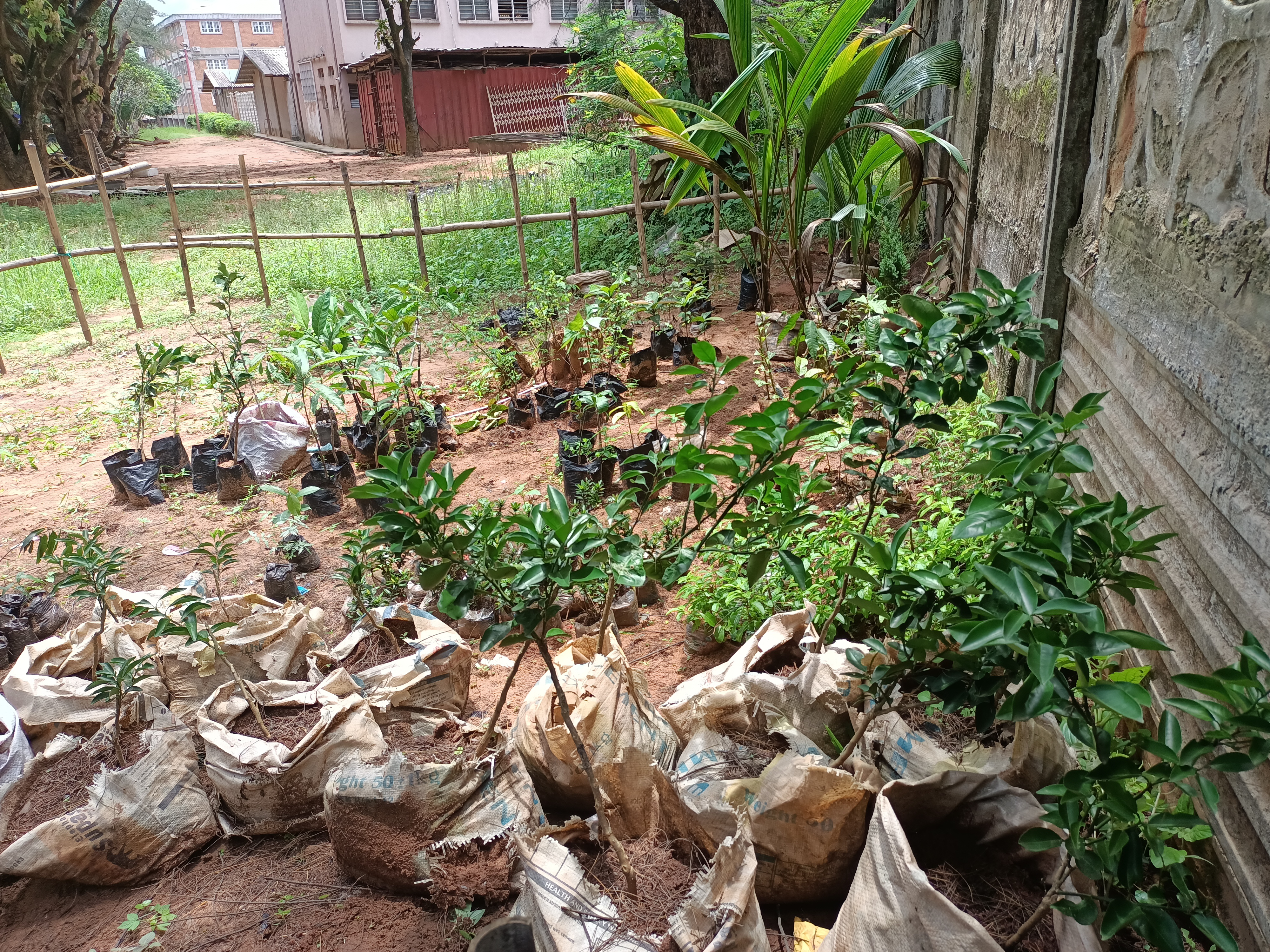 Tree Planting Campaign